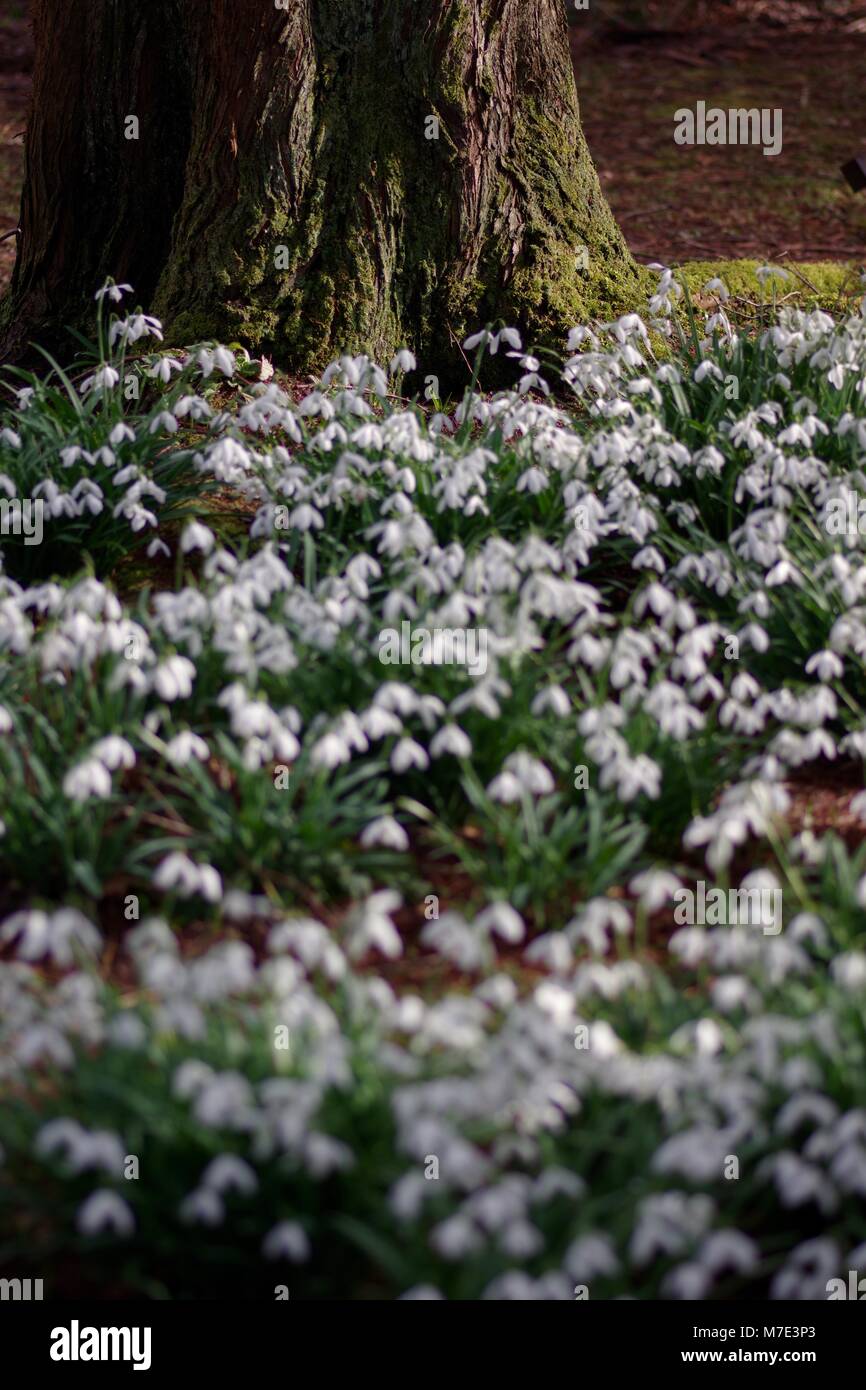 Perce-neige (Galanthus) ressort de plus en plus l'Cruickshank Botanical Gardens, de l'Université d'Aberdeen, Écosse, Royaume-Uni. Banque D'Images