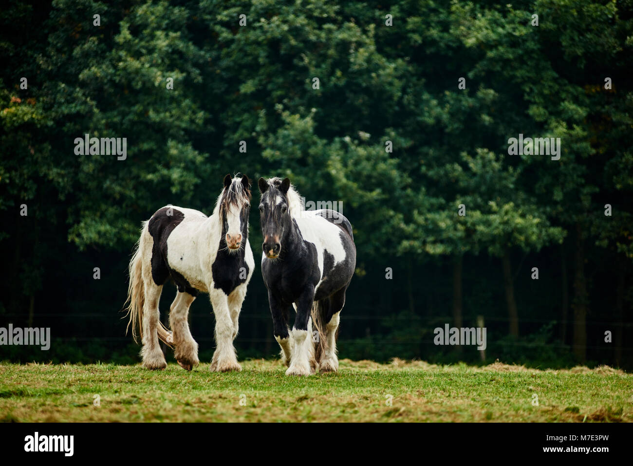 Zwei Pferde auf der Weide Banque D'Images