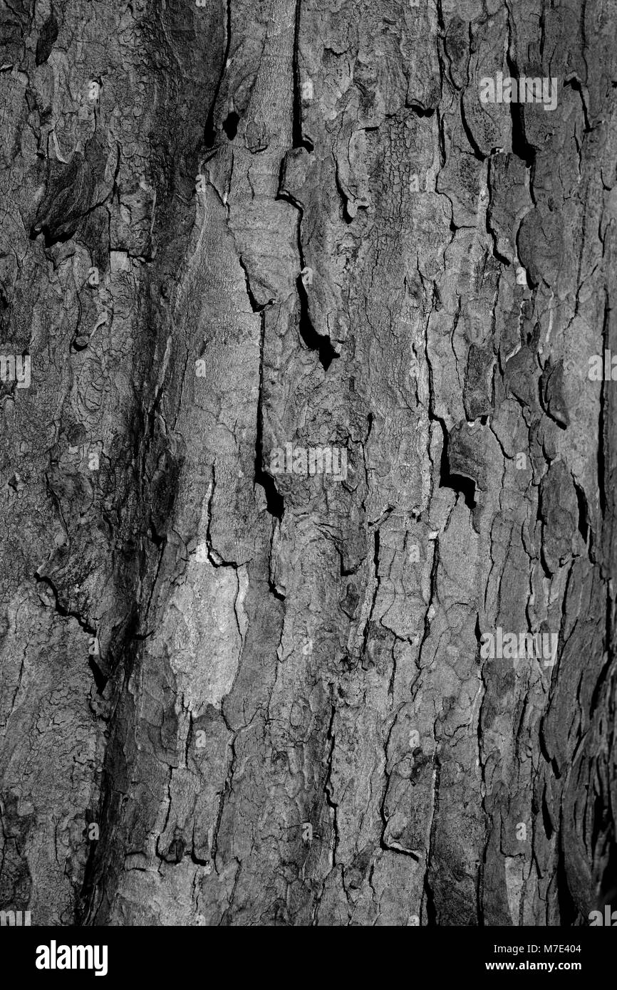 Close Up de pâte l'écorce des arbres. Fond naturel monochromatique. Cruickshank Botanic Garden, Aberdeen, Écosse, Royaume-Uni. Banque D'Images