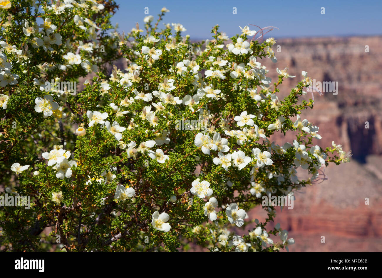 Stanbury a cliffrose (stansburyana purshia) au point de Pima, Grand Canyon South Rim, Arizona, USA Banque D'Images