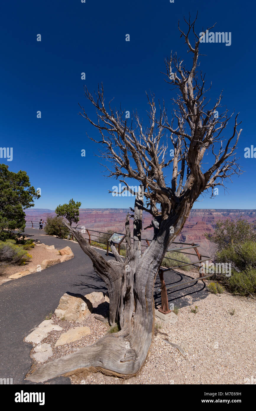 Pima Point, Grand Canyon South Rim, Arizona, USA Banque D'Images