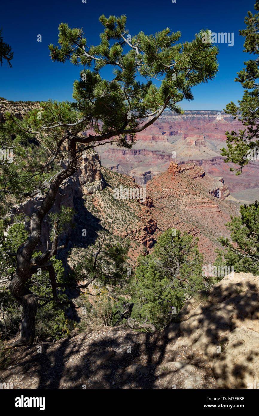 Vue sur le Bright Angel Trail dès le début de l'Hermit Road, Grand Canyon South Rim, Arizona, USA Banque D'Images