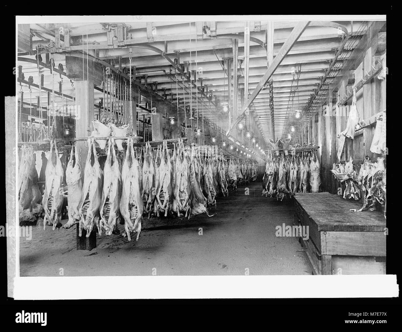 Mouton stocké dans un entrepôt frigorifique, présentant les techniques de conservation des aliments du début du XXe siècle utilisées pour le stockage et la réfrigération de la viande. Banque D'Images