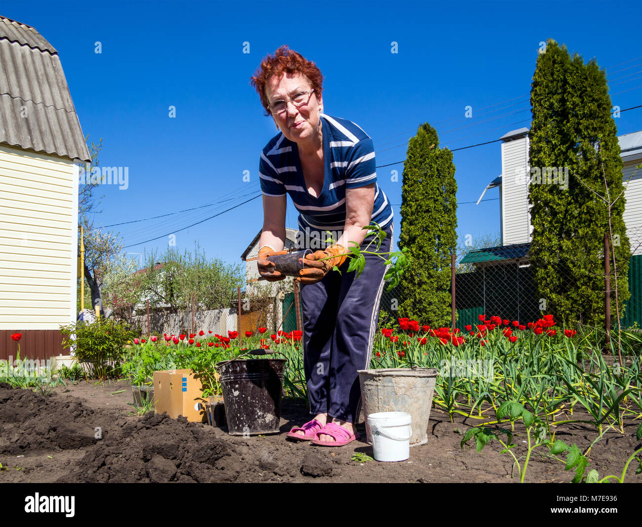 Voronezh (Russie - Mai 04, 2017 : La plantation d'une tomate dans le jardin Banque D'Images