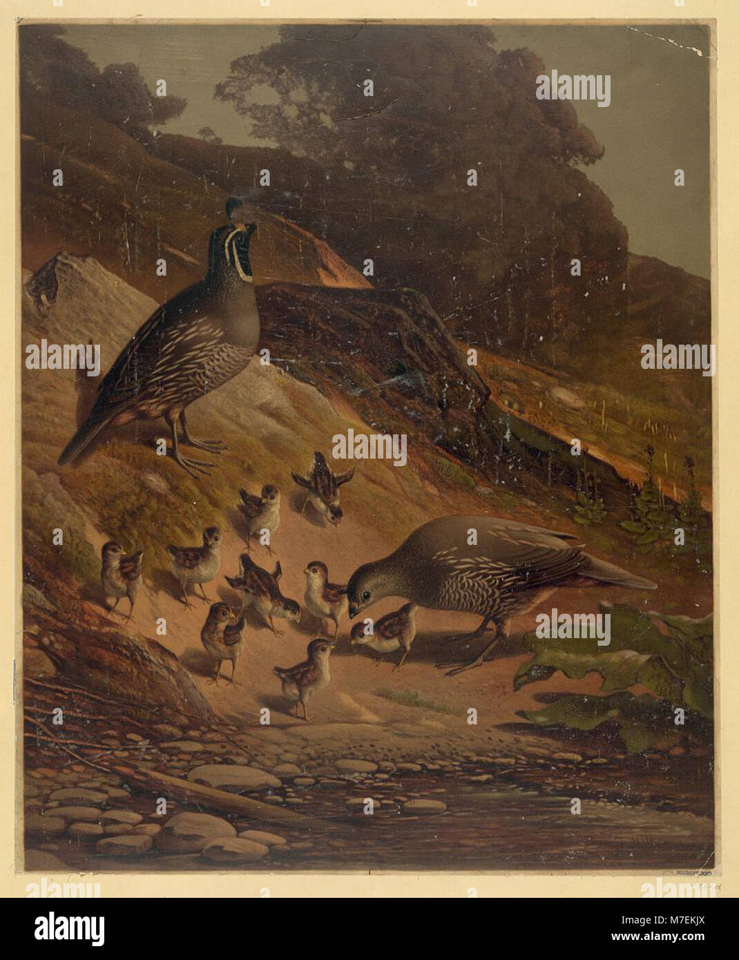 Une représentation détaillée d'une caille, un petit oiseau connu pour ses caractéristiques distinctives. L'image est cataloguée sous la cote LCCN2003680620, montrant la forme et le plumage caractéristiques de l'oiseau. Banque D'Images