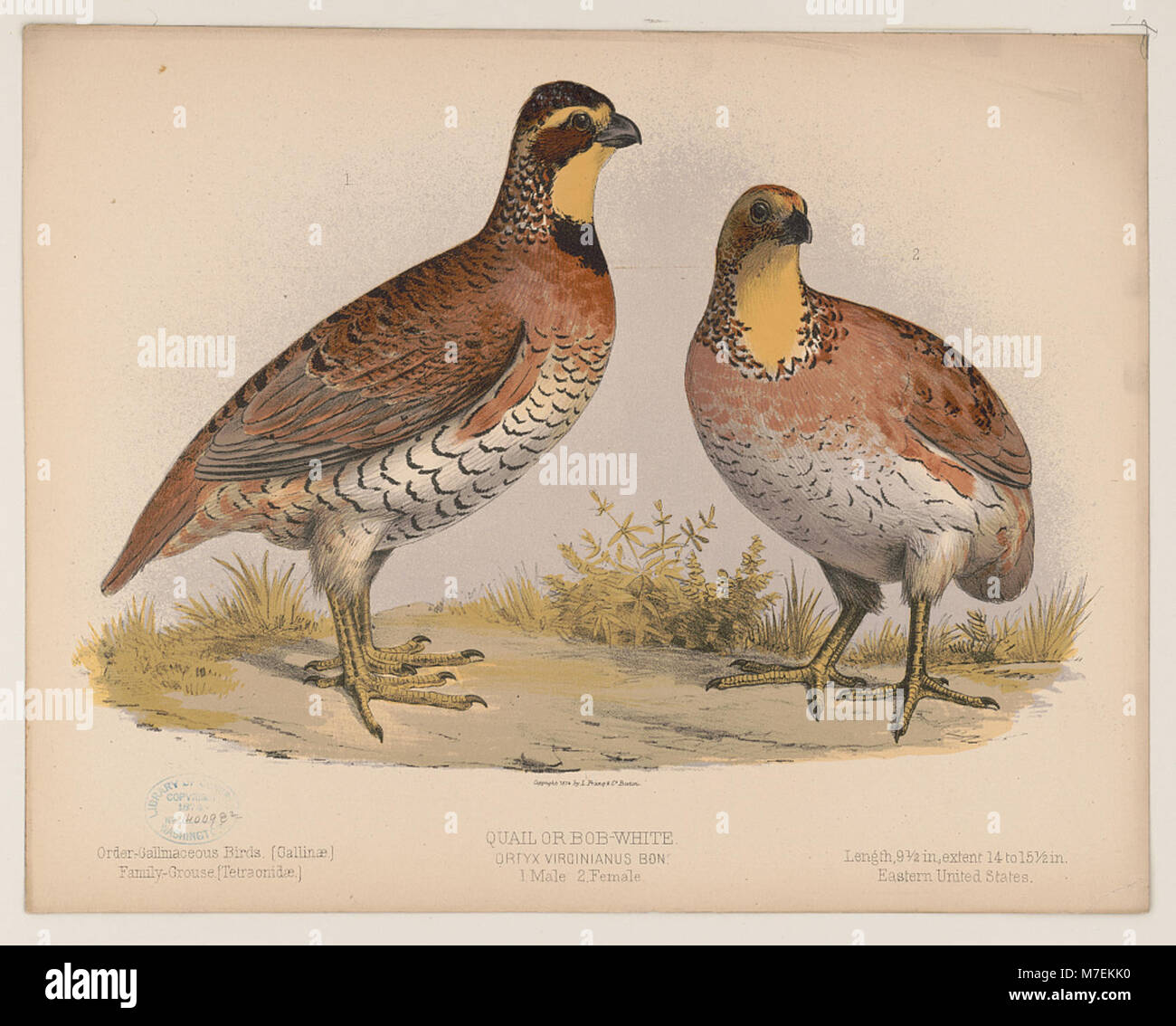 La caille ou bob-blanc, Ortyx virginianus, est représentée sous deux formes : mâle et femelle. Cette espèce d'oiseau est originaire d'Amérique du Nord et connue pour son appel distinctif et sa petite taille. Banque D'Images