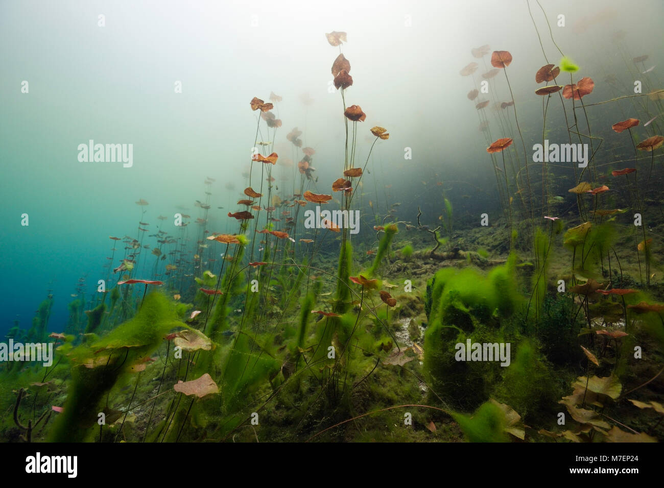 Water Lilies dans Car Wash Cenote Aktun Ha, Tulum, Yucatan, Mexique Banque D'Images