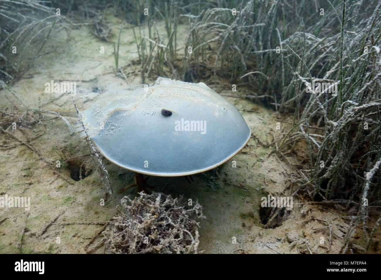 Limule dans les Mangroves, Limulus polyphemus, Cancun, Yucatan, Mexique Banque D'Images
