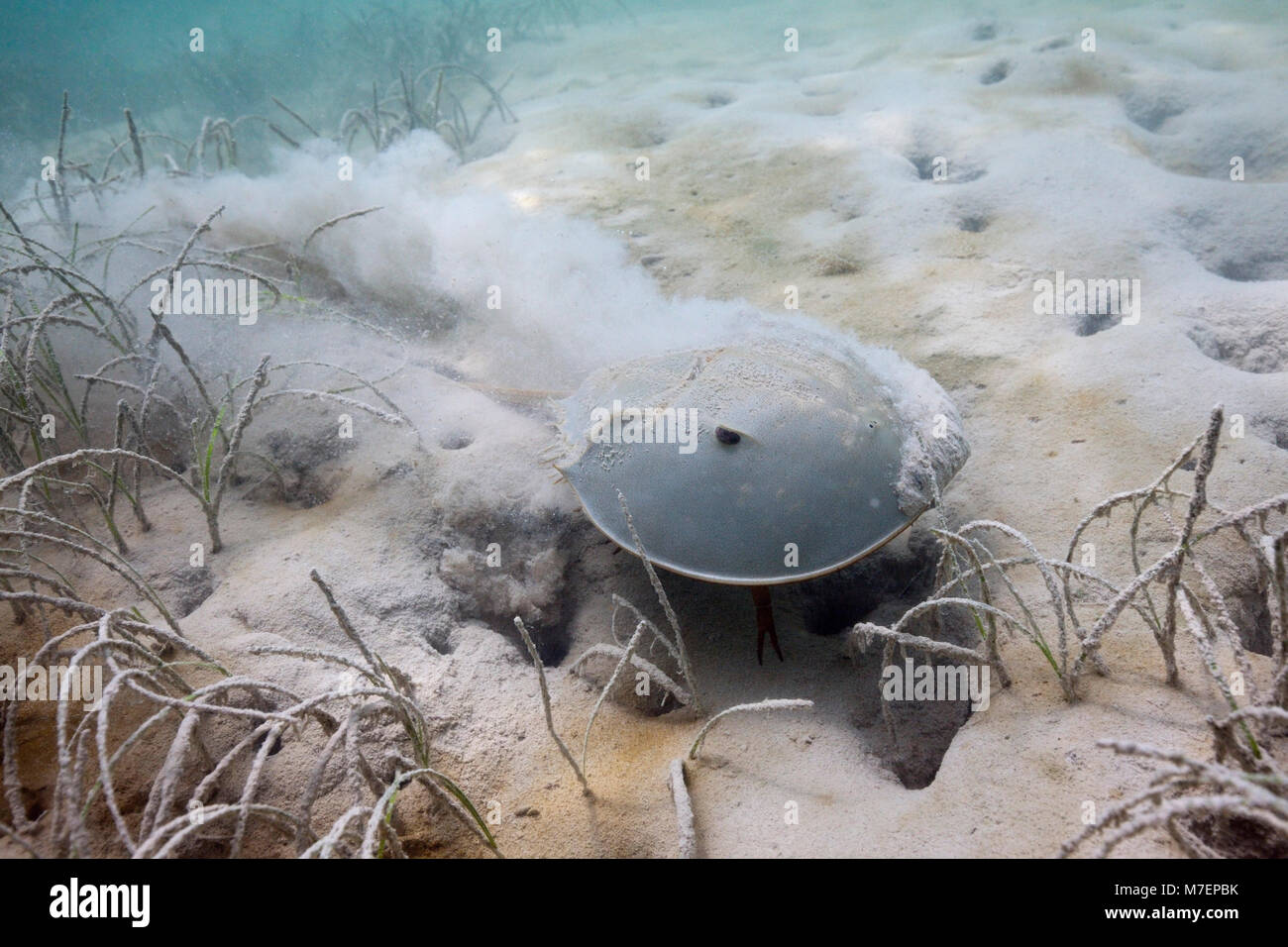 Limule dans les Mangroves, Limulus polyphemus, Cancun, Yucatan, Mexique Banque D'Images