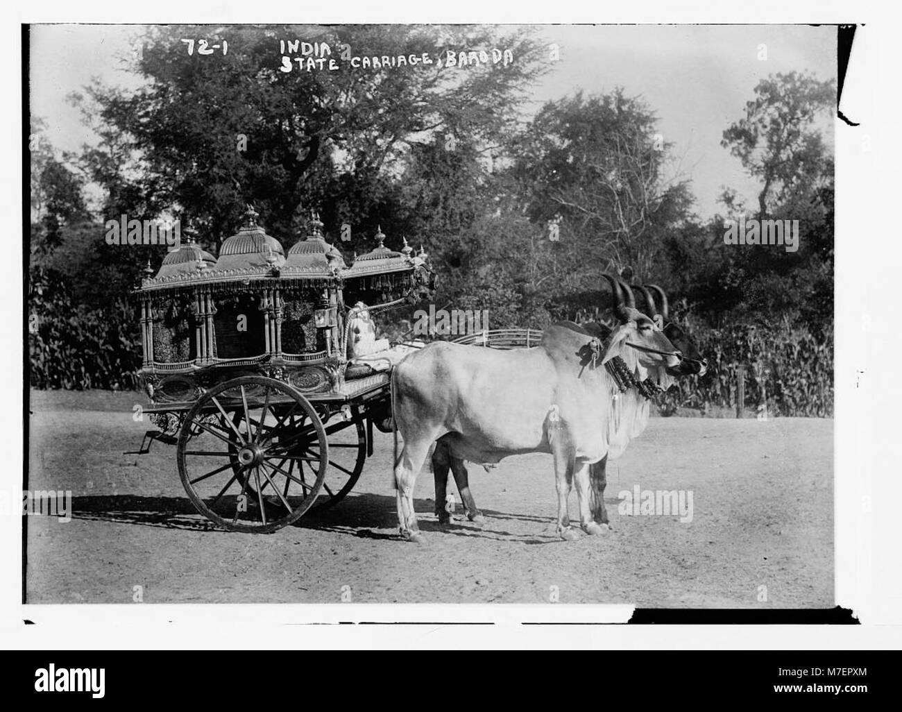 Une photographie de taureaux sacrés devant un chariot d'État en Inde, mettant en valeur une pratique culturelle importante. L'image reflète la signification religieuse et culturelle de ces animaux dans la tradition indienne. Banque D'Images
