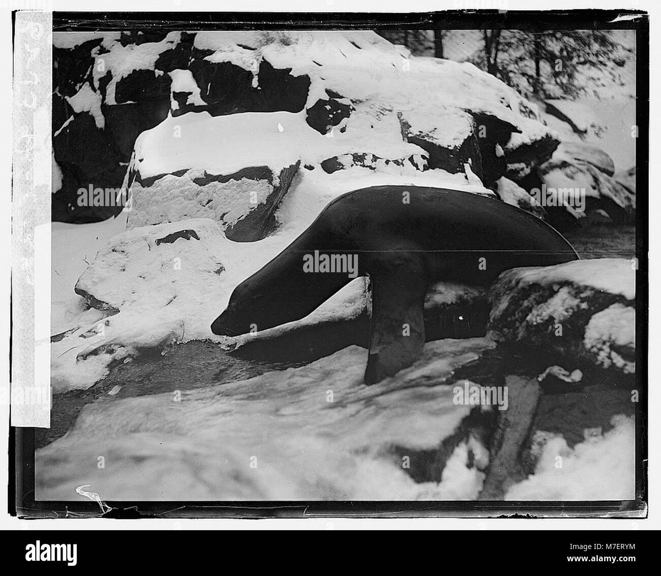Cette image montre un phoque dans un environnement de zoo, mettant en valeur l'animal dans un habitat contrôlé. Les phoques sont des mammifères marins que l'on trouve souvent dans les zoos à des fins éducatives. Banque D'Images