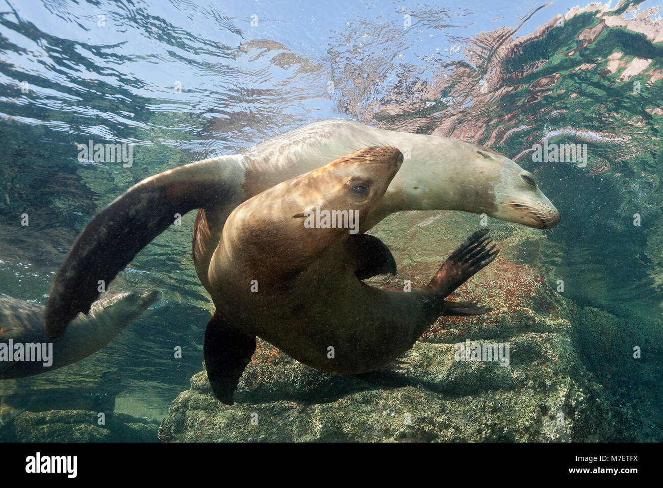 Lion de mer de Californie, Zalophus californianus, La Paz, Baja California Sur, Mexique Banque D'Images