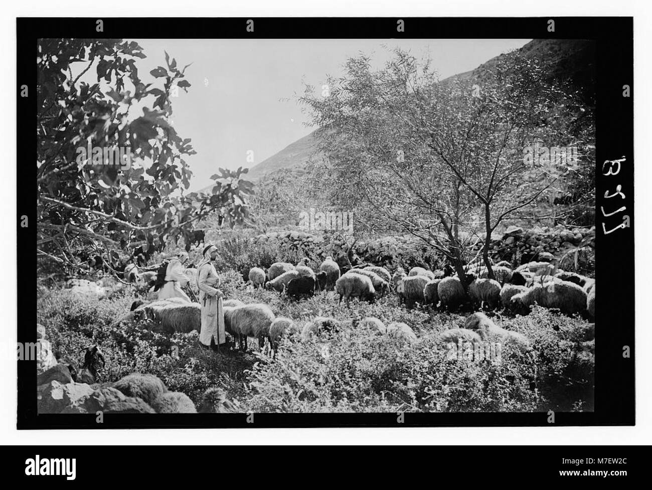 Un ensemble de treize diapositives photographiques représentant des scènes de vie de berger, illustrant le 23e Psaume, « il me fait m'allonger dans des pâturages verts », probablement dans un contexte religieux ou pastoral. Banque D'Images
