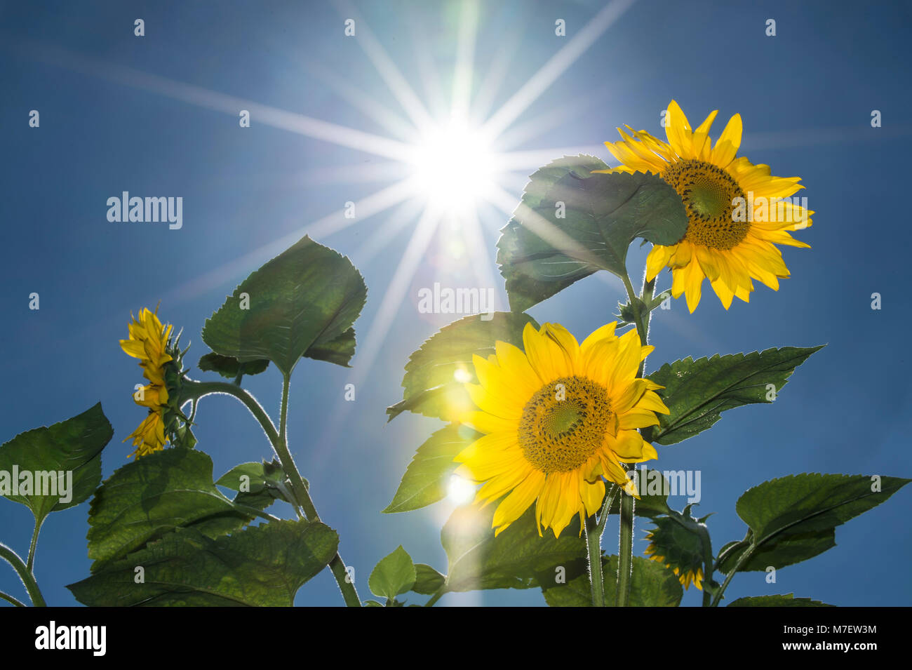 Tournesol starburst Banque D'Images