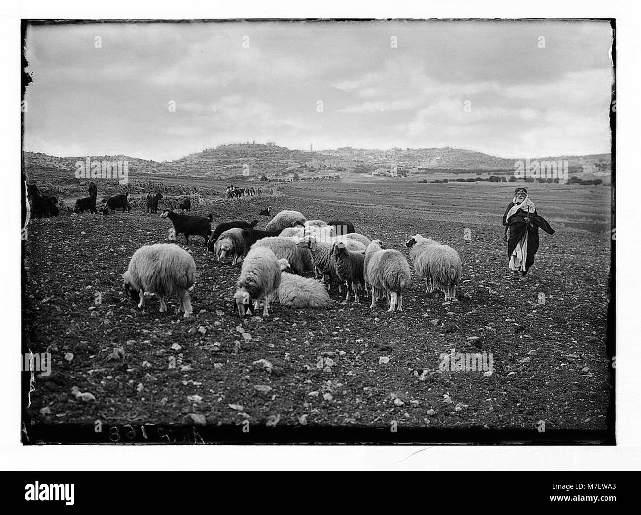 Une image des champs des bergers, située à l'est de Bethléem, représentant le site biblique où les bergers auraient été témoins de la naissance de Jésus. Cet endroit est un lieu d'importance religieuse et historique. Banque D'Images