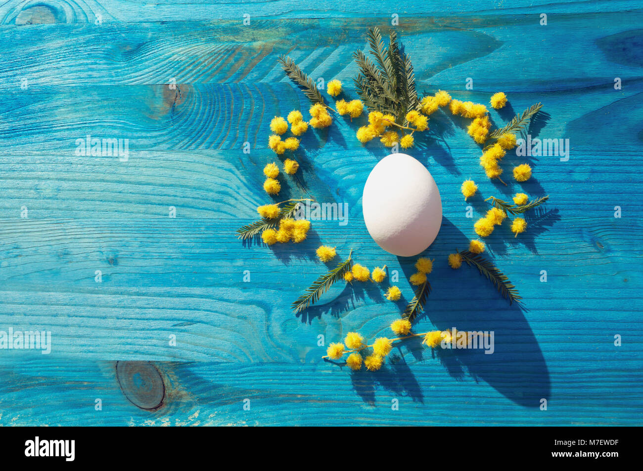 Easter Egg blanc décoré de fleurs mimosa jaune Banque D'Images