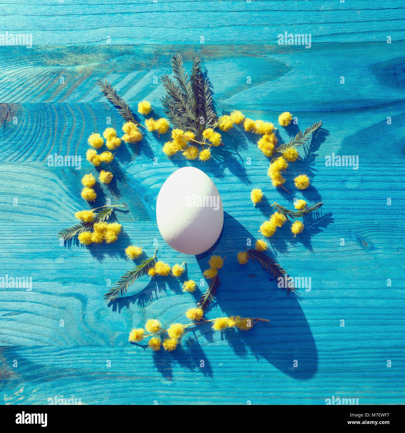 Vue rapprochée de l'oeuf blanc en forme de coeur en fleurs mimosa bleu sur fond de bois Banque D'Images