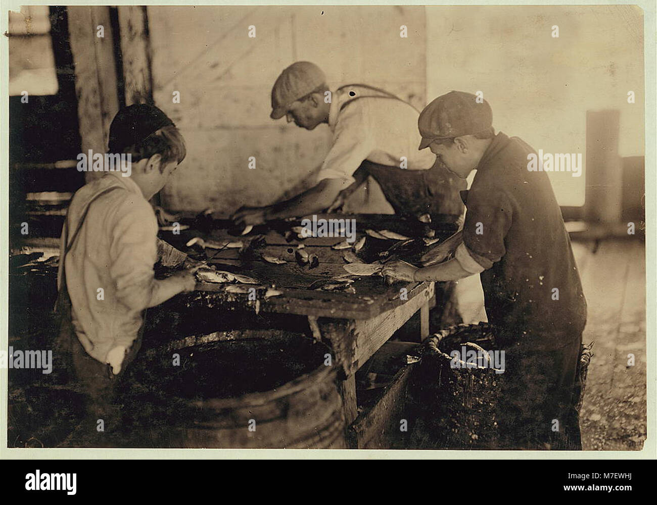 Une photographie représentant des ouvriers coupant du poisson dans une conserverie de sardine, utilisant de grands couteaux tranchants et naviguant sur des sols glissants, donnant un aperçu des processus industriels de l'époque. Banque D'Images
