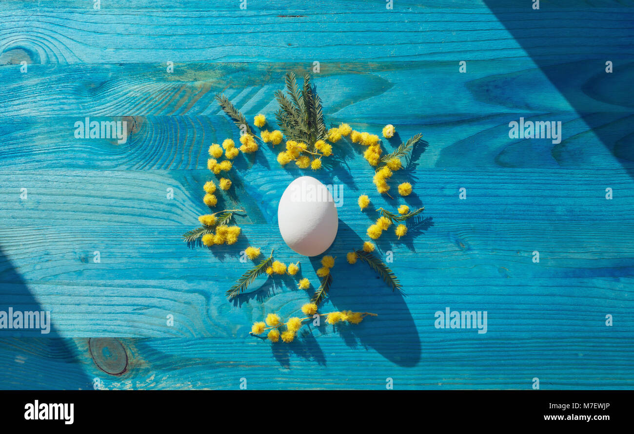 White egg dans la lumière du soleil sur le fond en bois bleu décoré de fleurs mimosa Banque D'Images