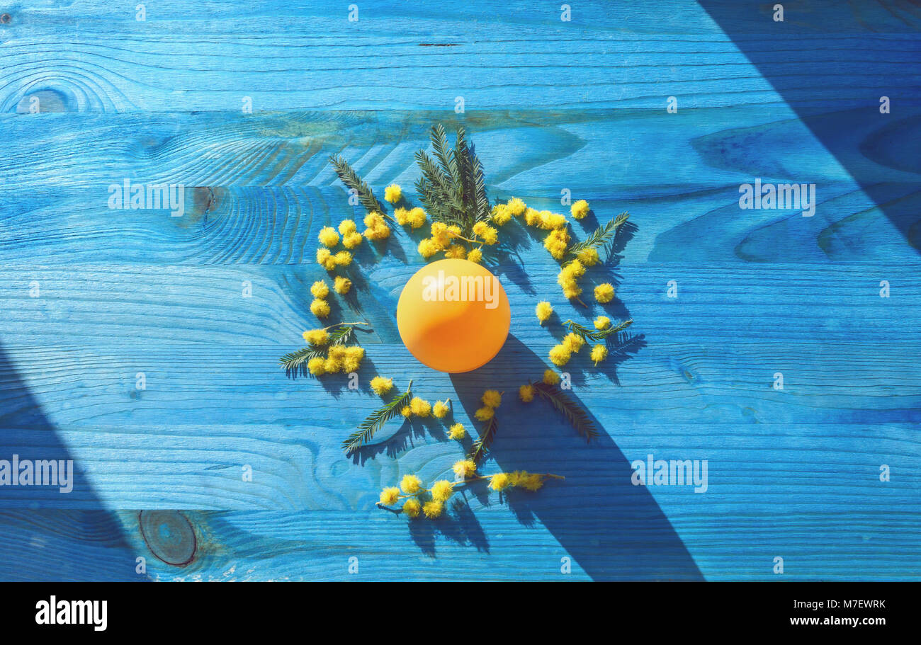 Vue de dessus du jaune d'oeuf mimosa fleurs bleu sur fond de bois Banque D'Images