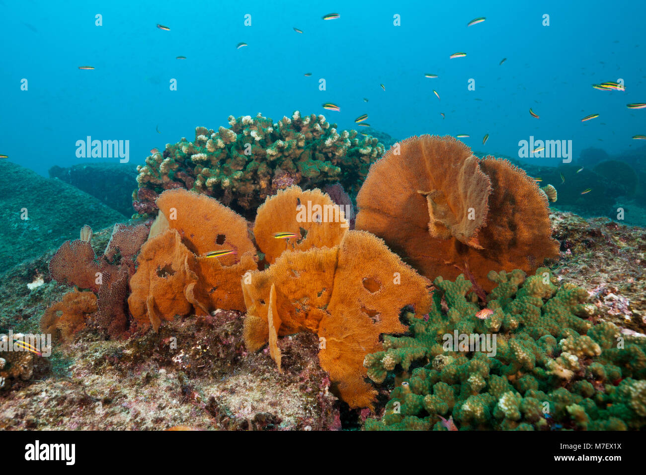 Seafan dans les récifs coralliens, Cabo Pulmo, Baja California Sur, Mexique Banque D'Images