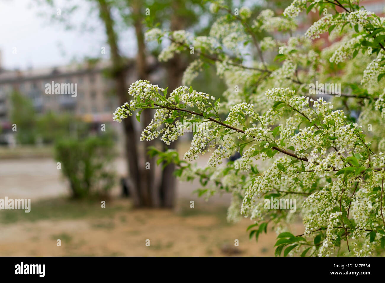 Fleurs de cerisier d'oiseaux sur beau jour de printemps, la direction générale en fleurs Banque D'Images