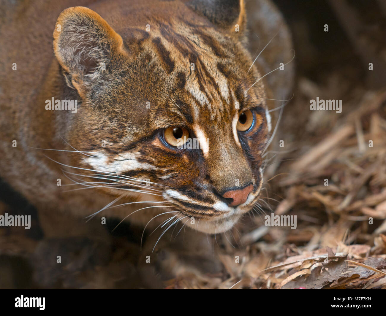Catopuma Temminckii Chat Dore D Asie Photo Stock Alamy
