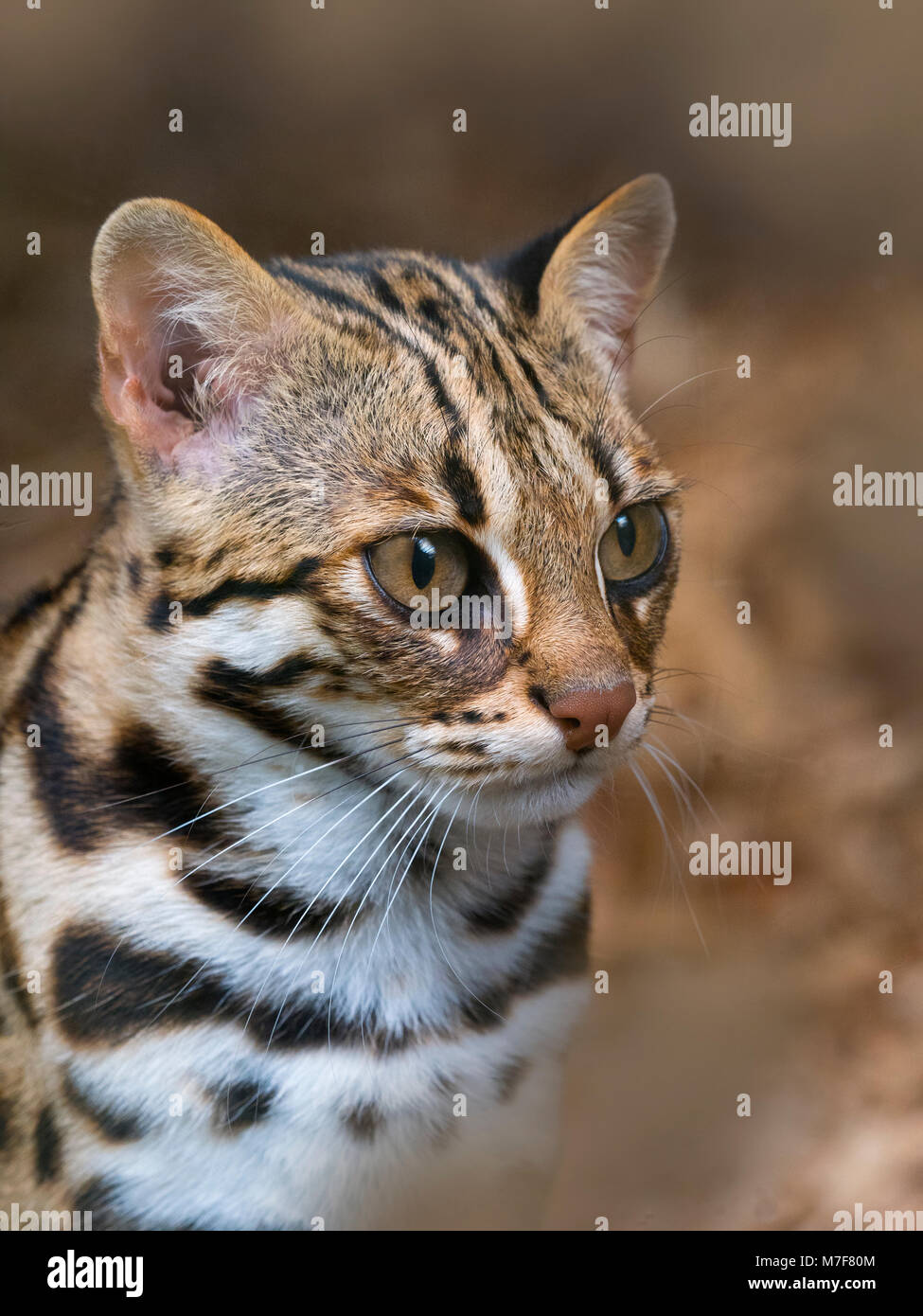 Asian Leopard Cat Prionailurus bengalensis Banque D'Images