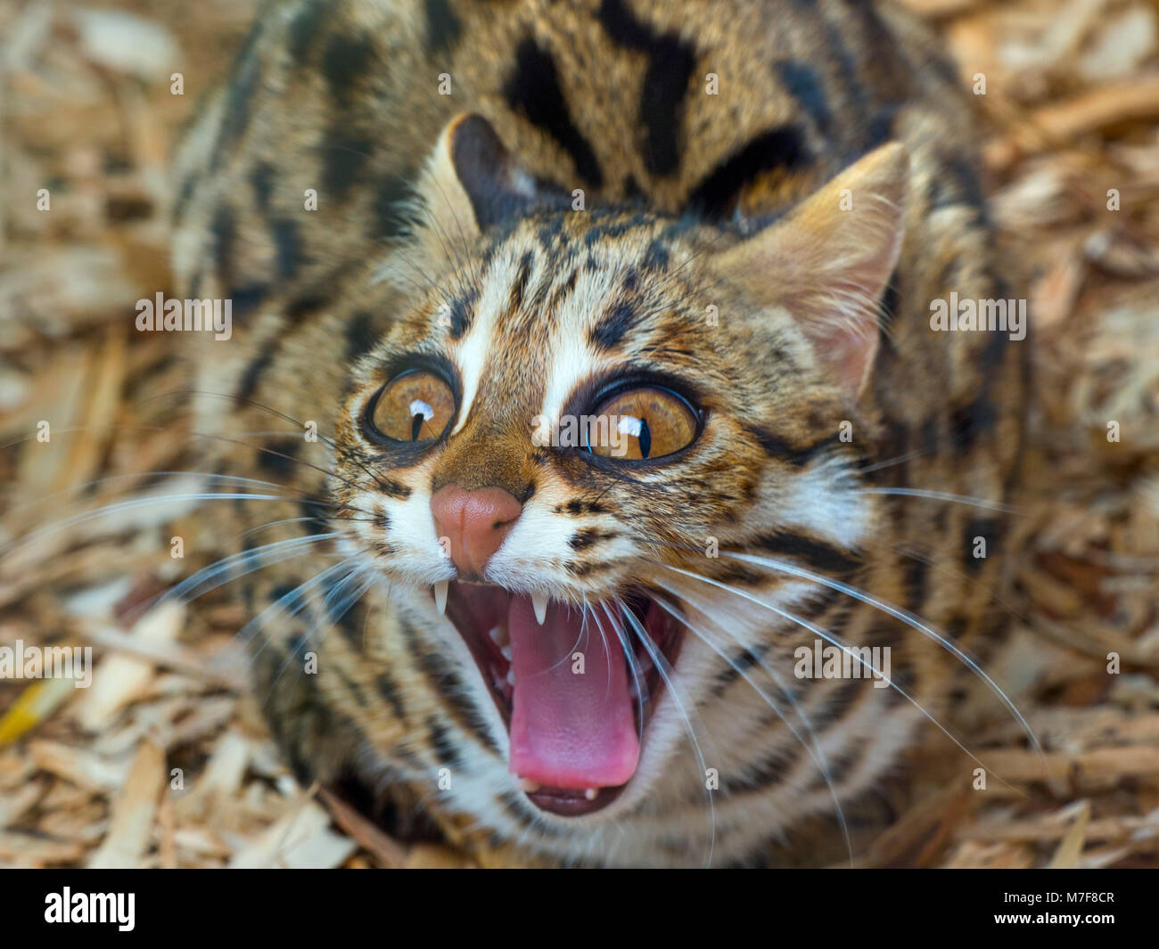 Asian Leopard Cat Prionailurus bengalensis le bâillement Banque D'Images