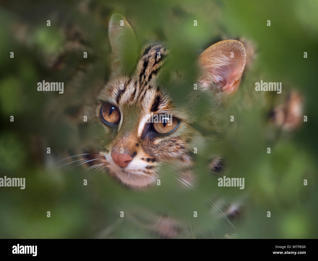 Asian Leopard Cat Prionailurus bengalensis Banque D'Images