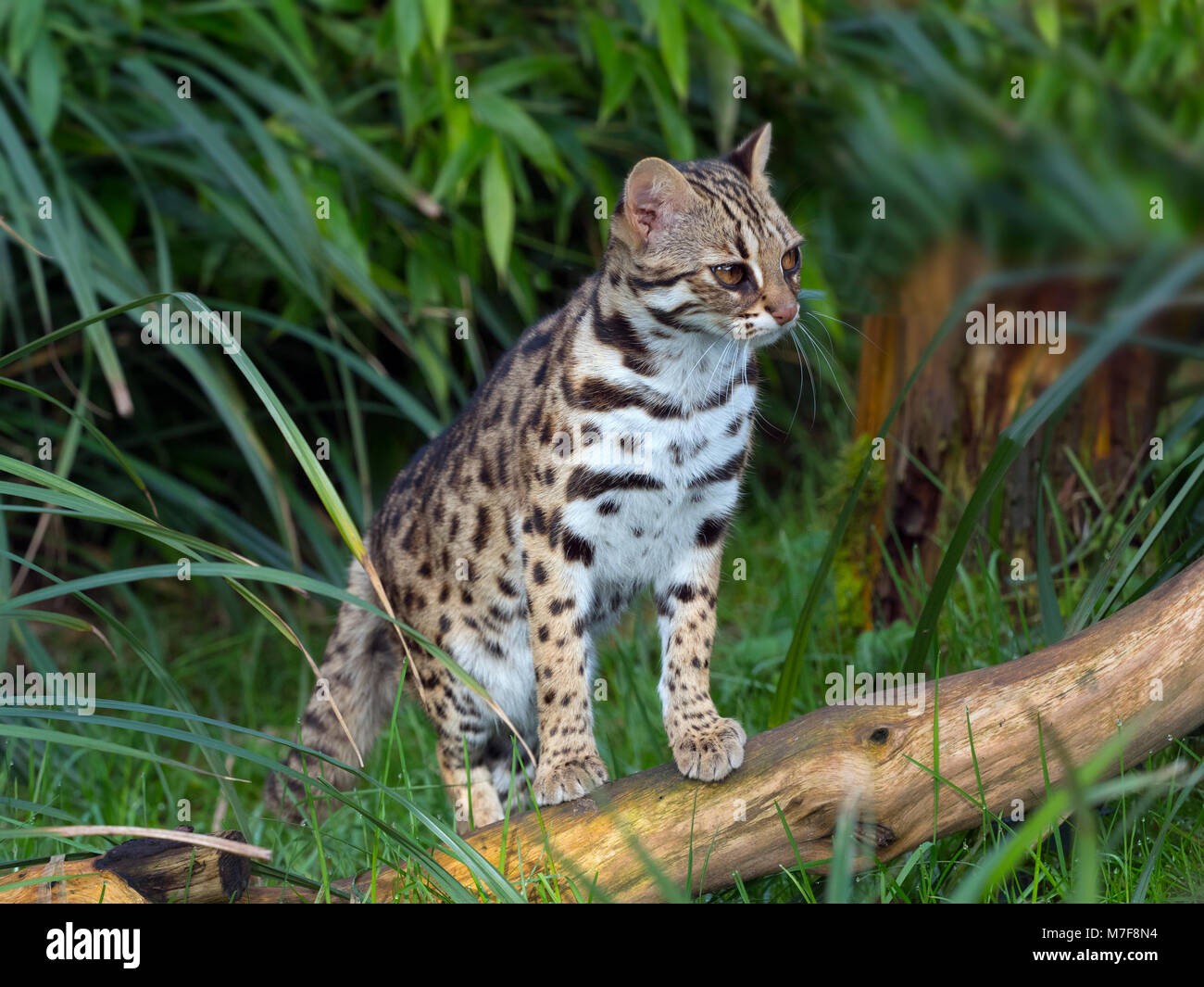 Asian Leopard Cat Prionailurus bengalensis Banque D'Images