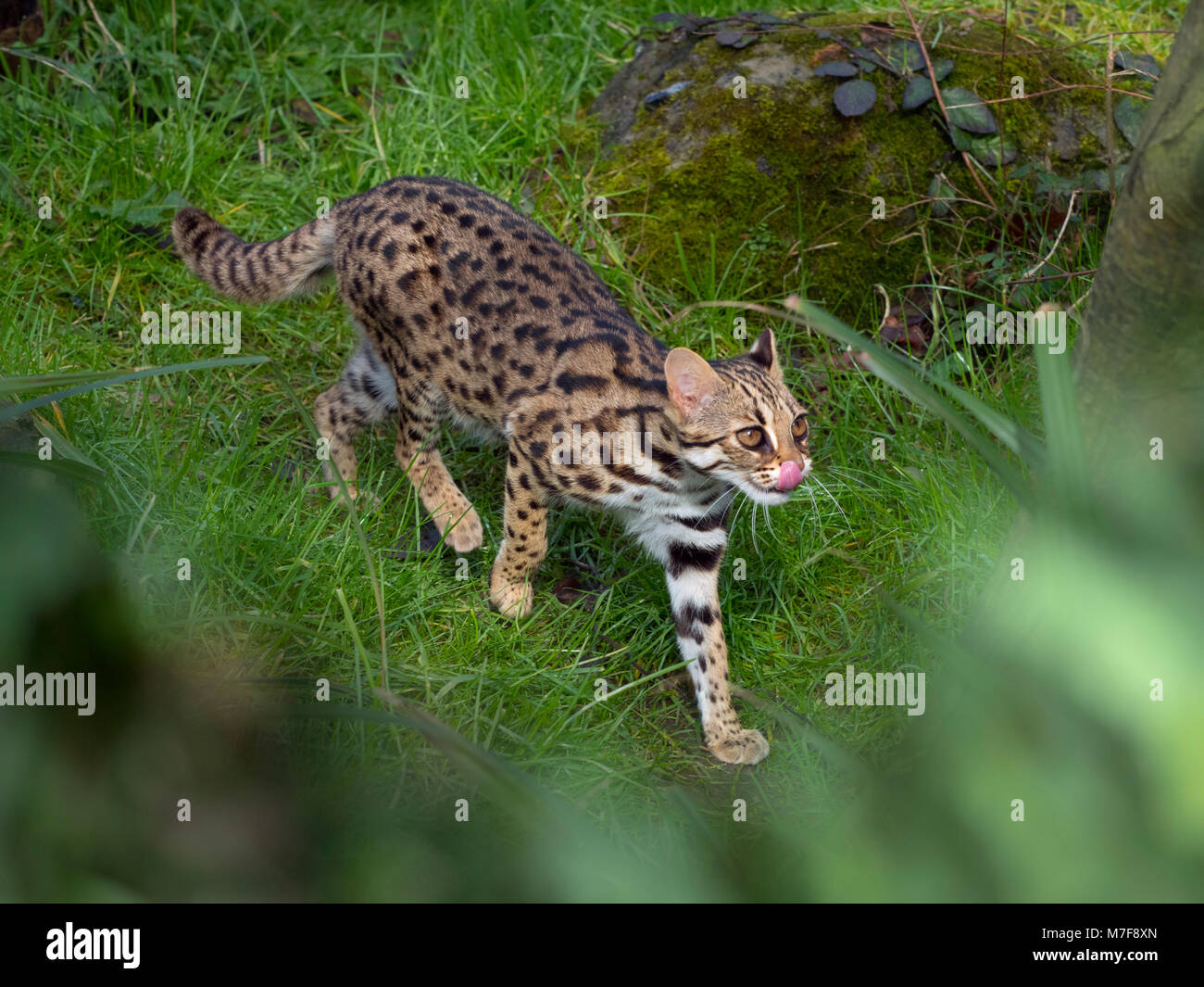Asian Leopard Cat Prionailurus bengalensis Banque D'Images