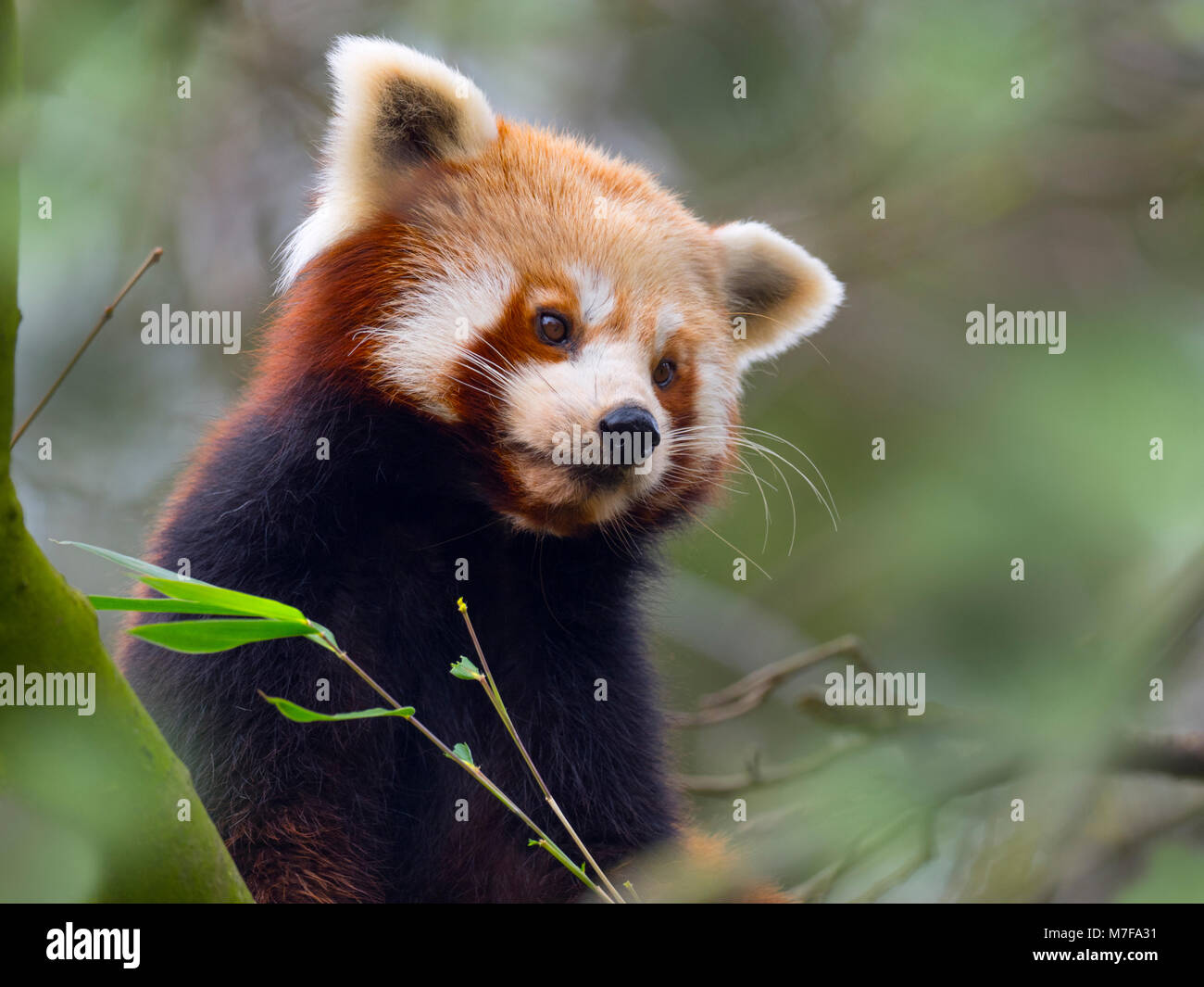 Petit panda Ailurus fulgens manger des feuilles de bambou Banque D'Images