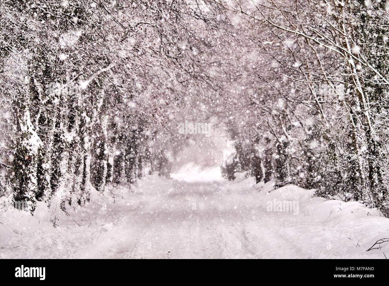 Magical winter road recouverts de neige en Bannow Comté de Wexford Irlande en mars 2018. Banque D'Images