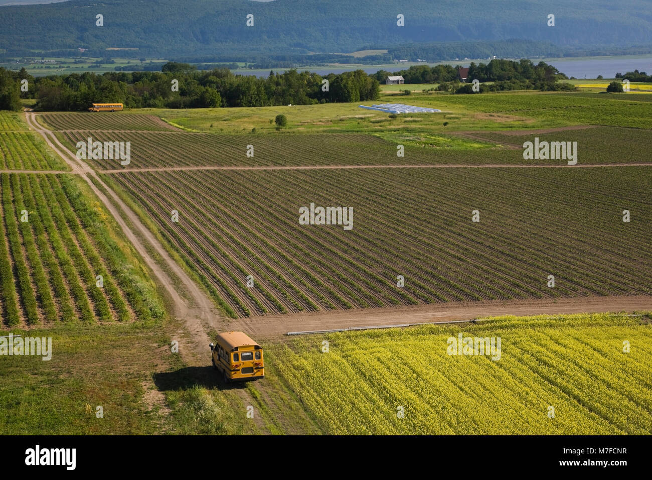 Portrait d'un champ de cultures agricoles et les autobus scolaires jaunes en été, Saint-François, Île d'Orléans, Québec, Canada. Banque D'Images