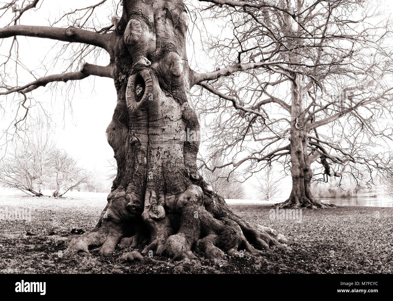 Ancien noueux, tordu et mystérieux arbre dans le brouillard Brume et neige Banque D'Images