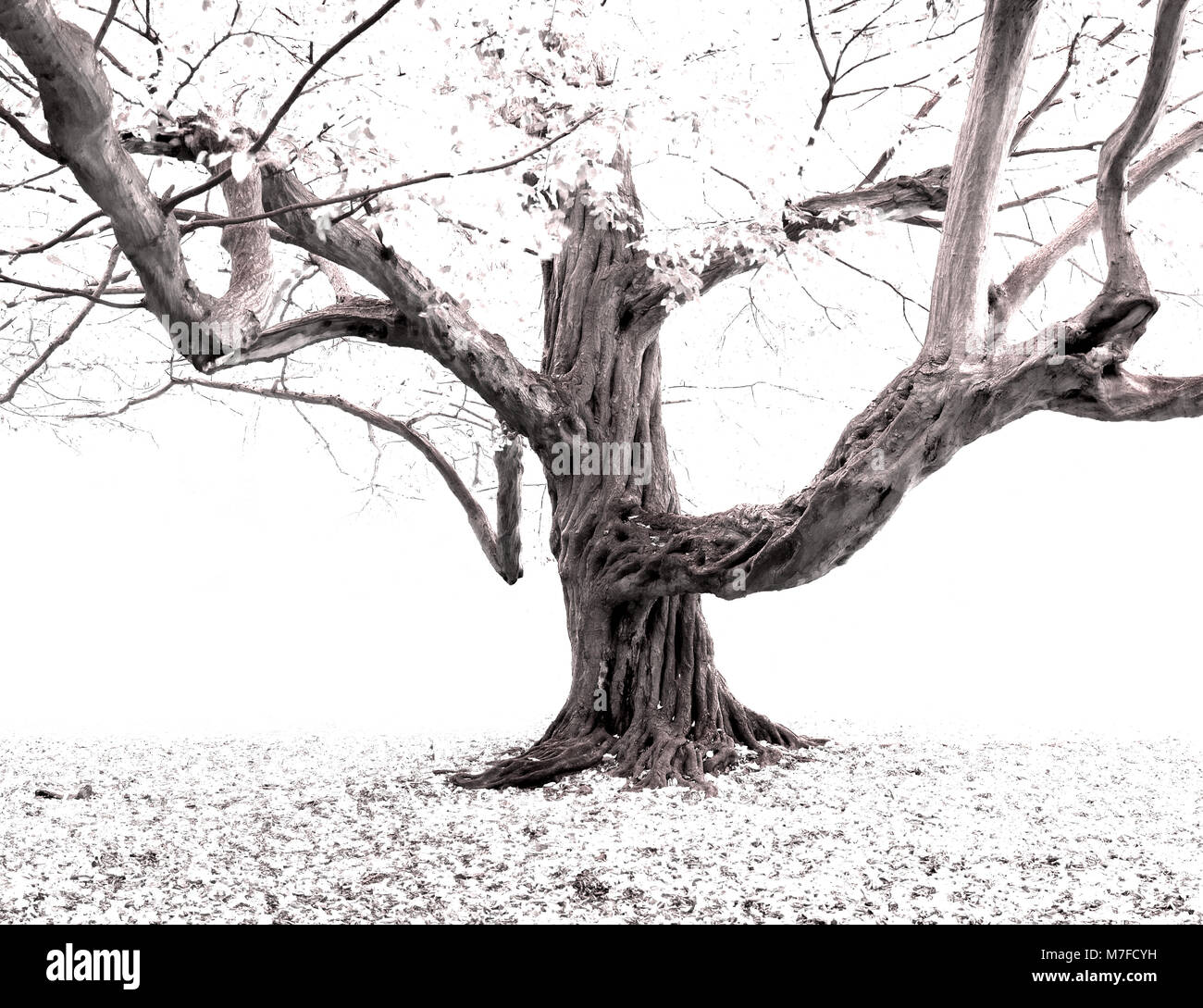 Ancien arbre de charme (Carpinus betulus) ronlé, tordu, sinistre et sinistre dans le brouillard ou la neige Banque D'Images