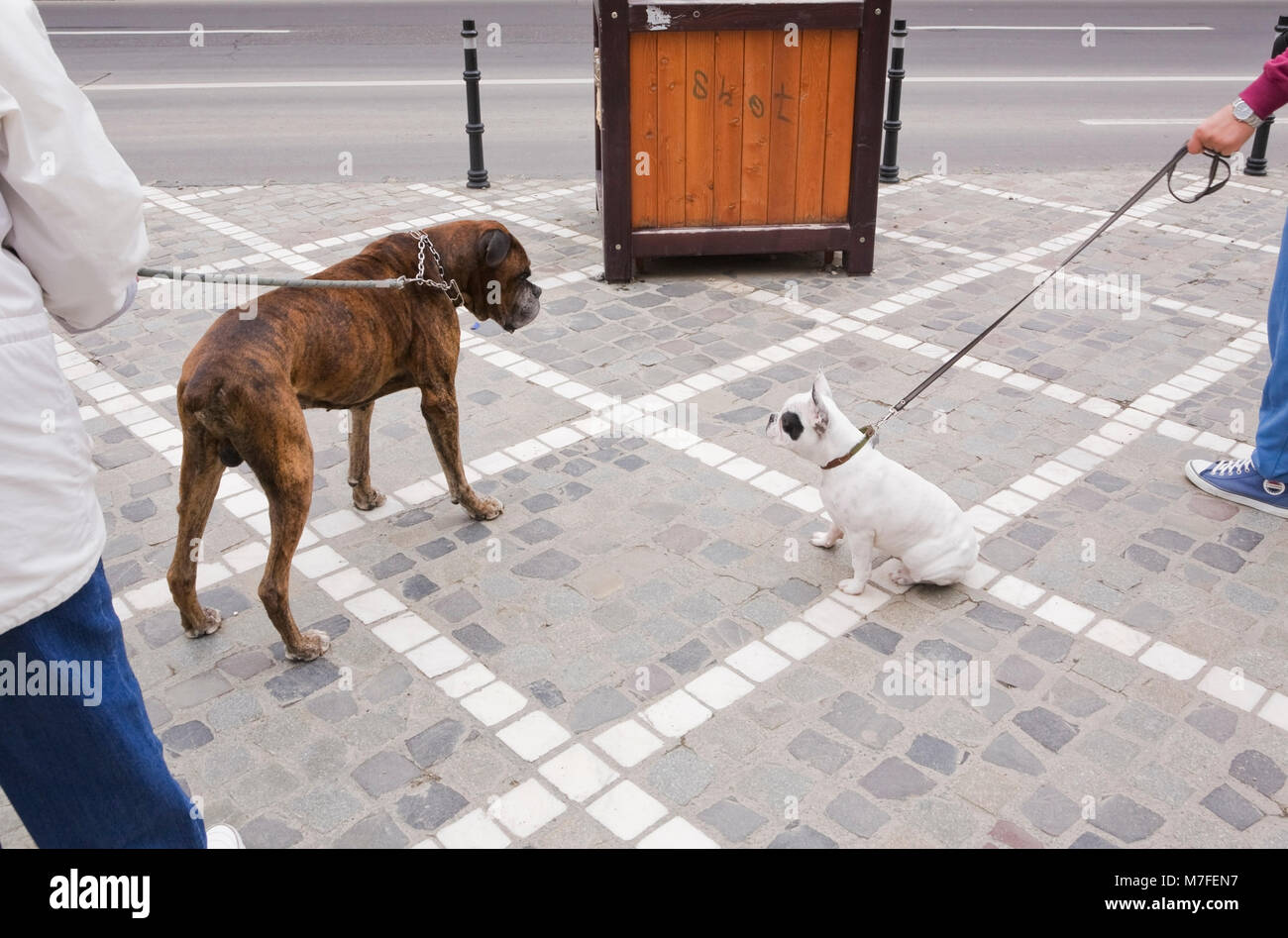Crise entre un lagre et petit chien sur un trottoir de la rue dans la ville de Brasov, Roumanie, Europe de l'Est. Banque D'Images