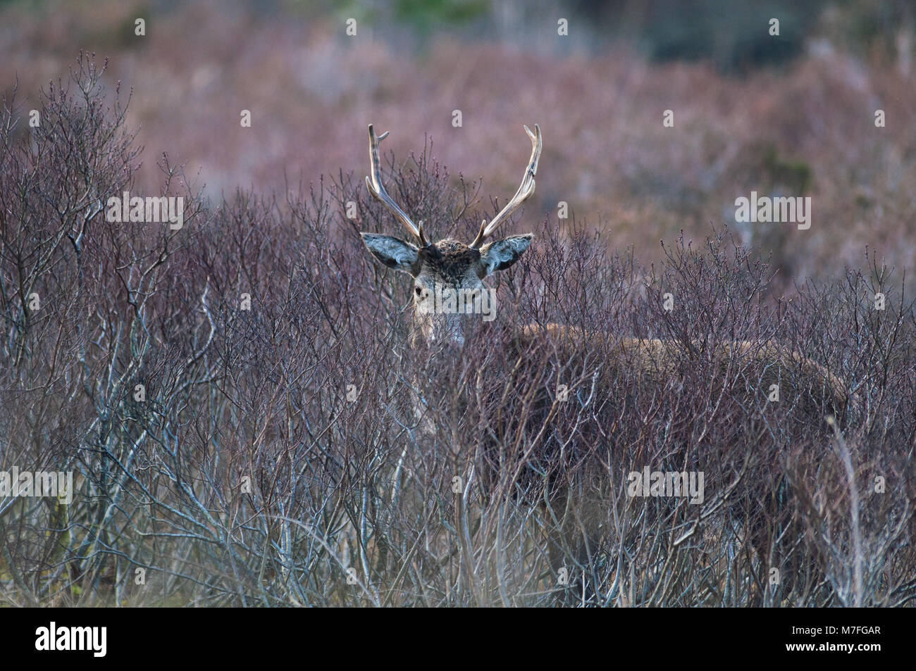 Red Deer mâle photographié dans le 'l' Great Glen de Glencoe, l'après-midi du 9 mars 2018 Banque D'Images