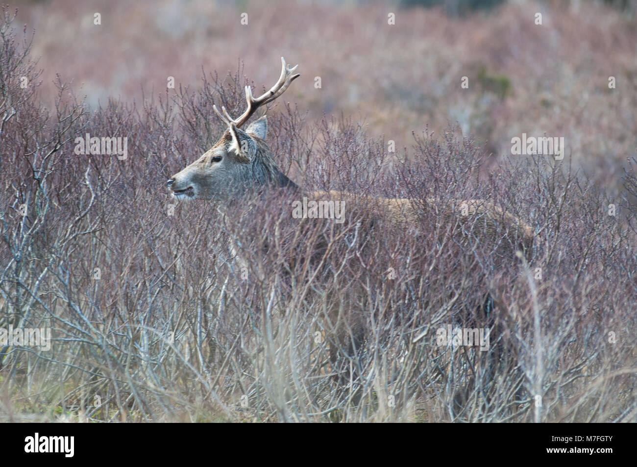 Red Deer mâle photographié dans le 'l' Great Glen de Glencoe, l'après-midi du 9 mars 2018 Banque D'Images