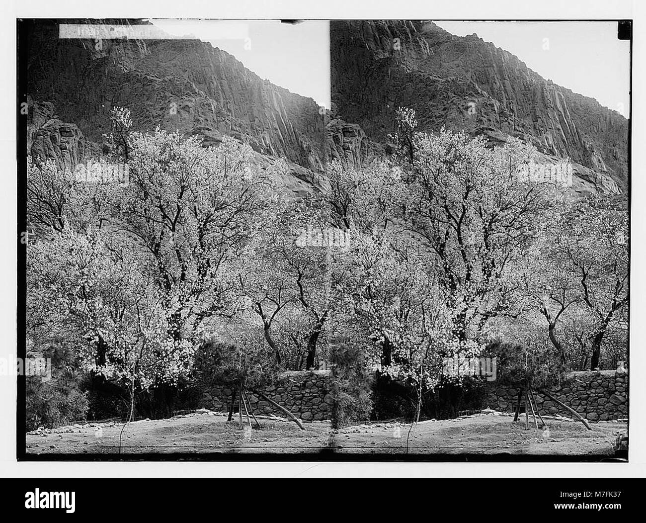 Une image représentant le voyage vers le Sinaï via la mer Rouge, Tor et Wady Hebran, mettant en évidence un amandier en fleurs au monastère de la haute Catherine, mettant en valeur l'importance scénique et religieuse de la région. Banque D'Images Une image représentant le voyage vers le Sinaï via la mer Rouge, Tor et Wady Hebran, mettant en évidence un amandier en fleurs au monastère de la haute Catherine, mettant en valeur l'importance scénique et religieuse de la région. Banque D'Images