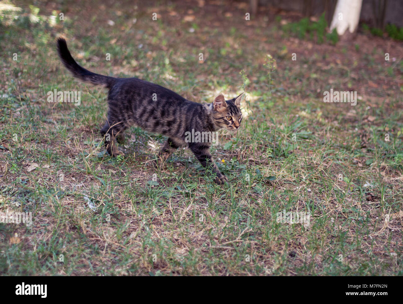 Brown Tabby Cat Hunting Banque D'Images