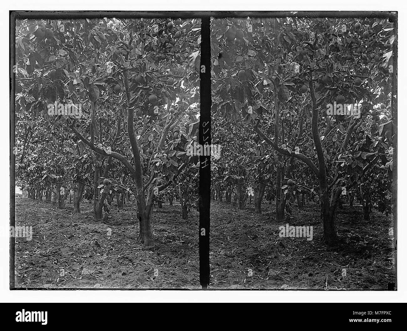 Une photographie mettant en valeur la culture et l'emballage des oranges. L'image se concentre sur le processus agricole et la manipulation des oranges pour la distribution. Banque D'Images