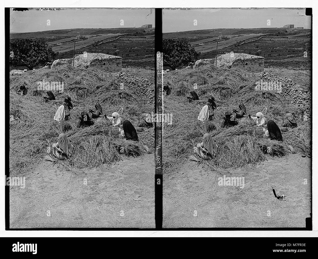Photographie montrant des femmes choisissant de la paille pour la fabrication de paniers, illustrant l'artisanat traditionnel et le rôle des femmes dans la production de biens faits main. Banque D'Images