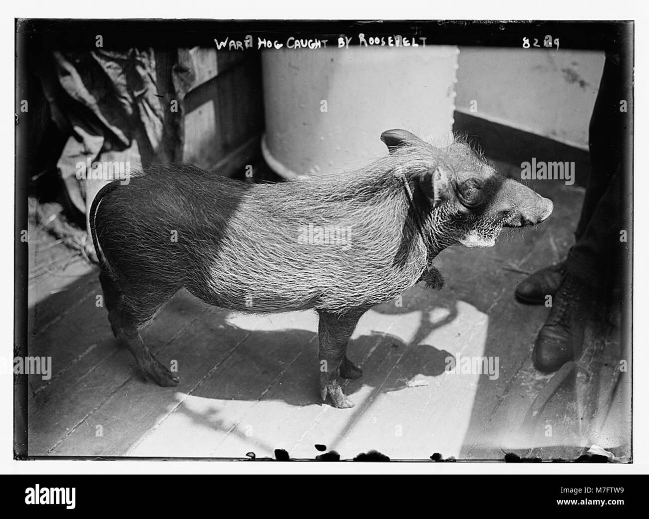 Le cochon verruche, un animal sauvage originaire d'Afrique, a été capturé lors d'une expédition menée par Theodore Roosevelt, reflétant son intérêt pour la chasse et les efforts de conservation au cours de ses voyages. Banque D'Images
