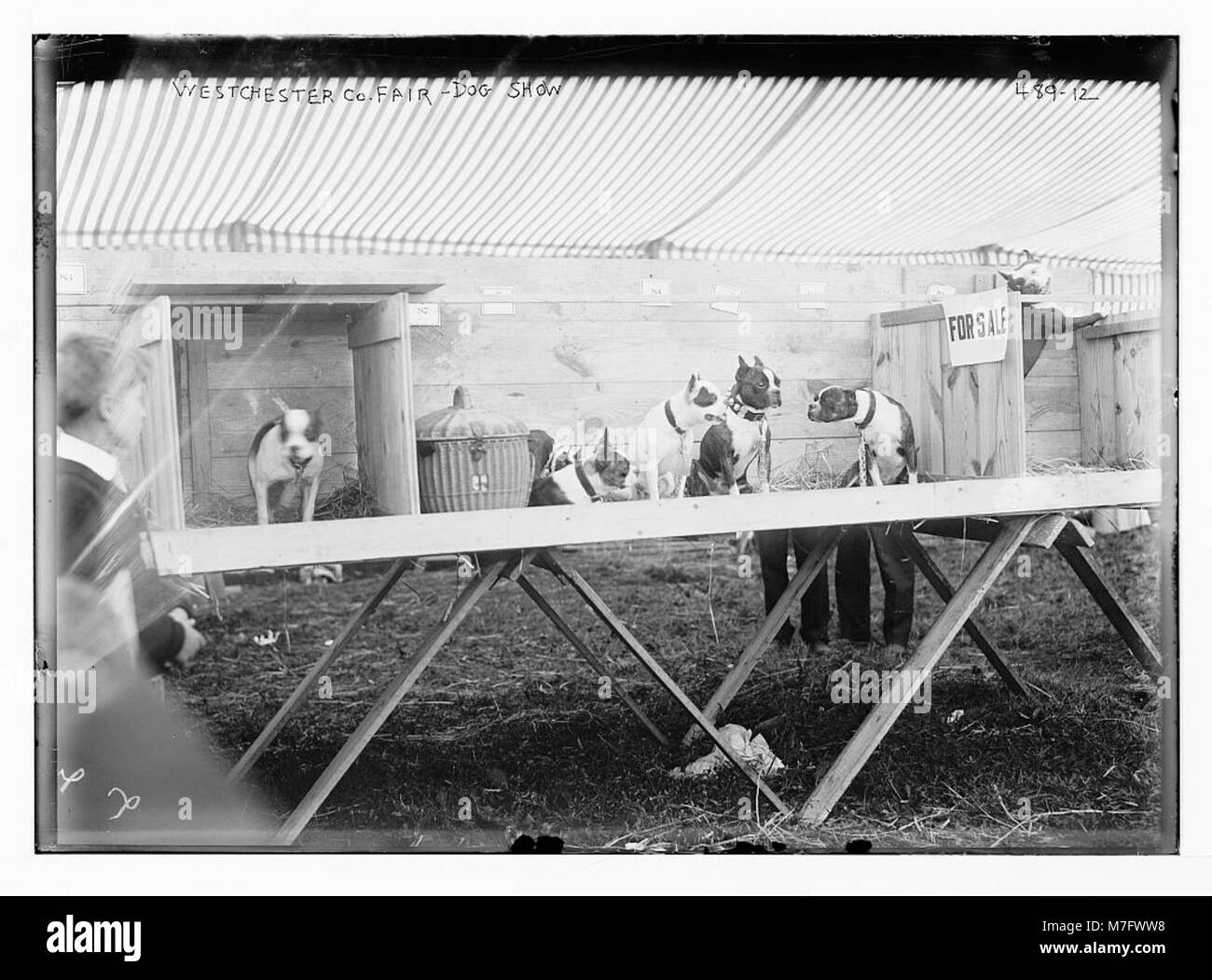 Photographie d'une exposition canine à la foire du comté de Westchester à New York, présentant diverses races de chiens en compétition. Banque D'Images