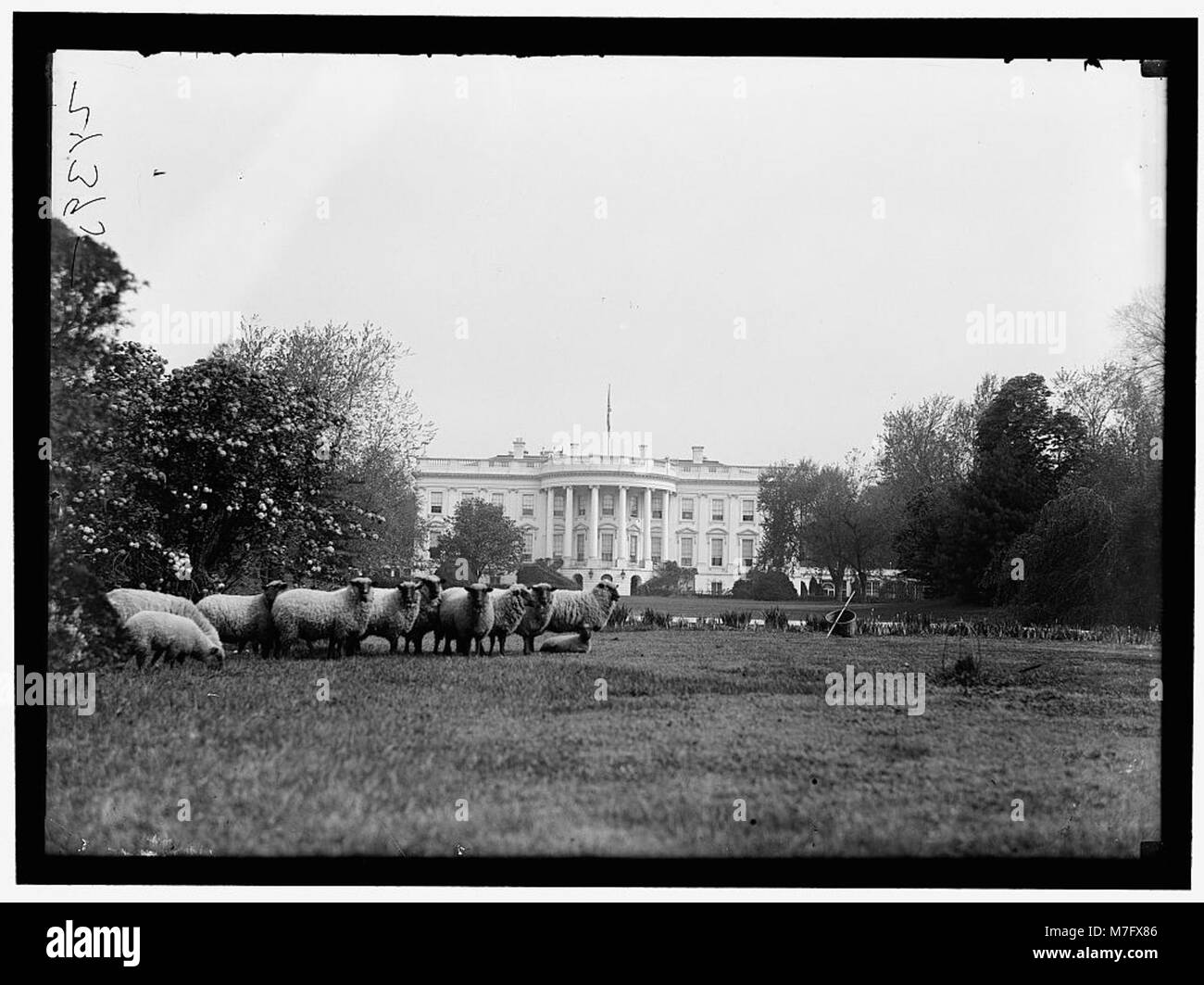 Une vue sur la pelouse de la Maison Blanche avec le pâturage des moutons, une image historique capturant un moment unique dans l'histoire de la résidence présidentielle américaine. Banque D'Images Une vue sur la pelouse de la Maison Blanche avec le pâturage des moutons, une image historique capturant un moment unique dans l'histoire de la résidence présidentielle américaine. Banque D'Images
