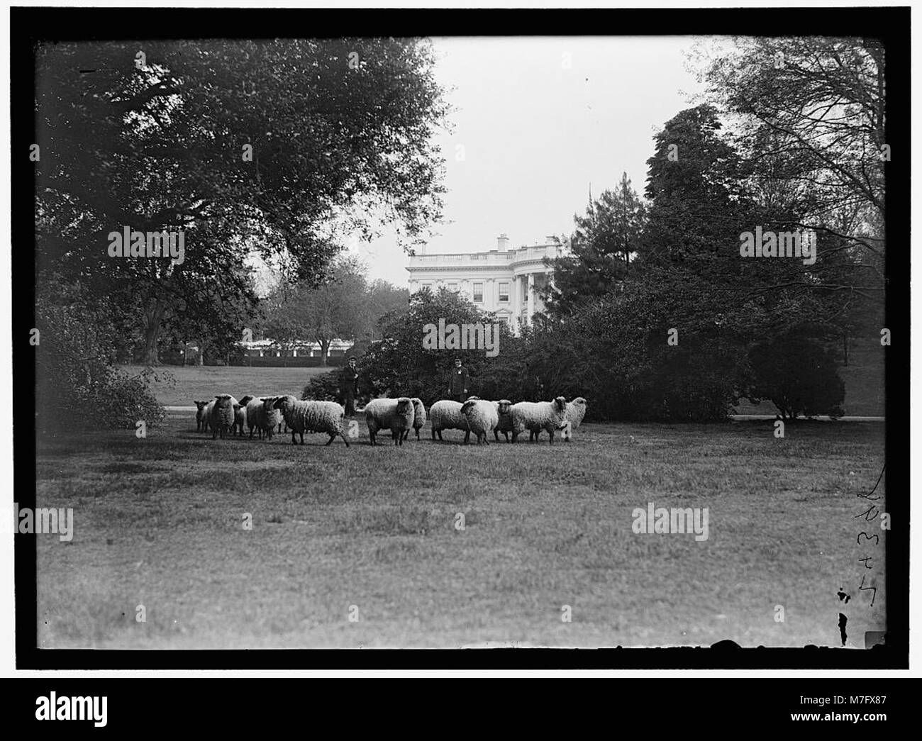 La pelouse de la Maison Blanche est montrée avec des moutons qui paissent sur le terrain, un spectacle inhabituel dans l'histoire politique américaine. Cette image capture un côté plus léger de la vie à la résidence présidentielle au cours de son histoire. Banque D'Images La pelouse de la Maison Blanche est montrée avec des moutons qui paissent sur le terrain, un spectacle inhabituel dans l'histoire politique américaine. Cette image capture un côté plus léger de la vie à la résidence présidentielle au cours de son histoire. Banque D'Images
