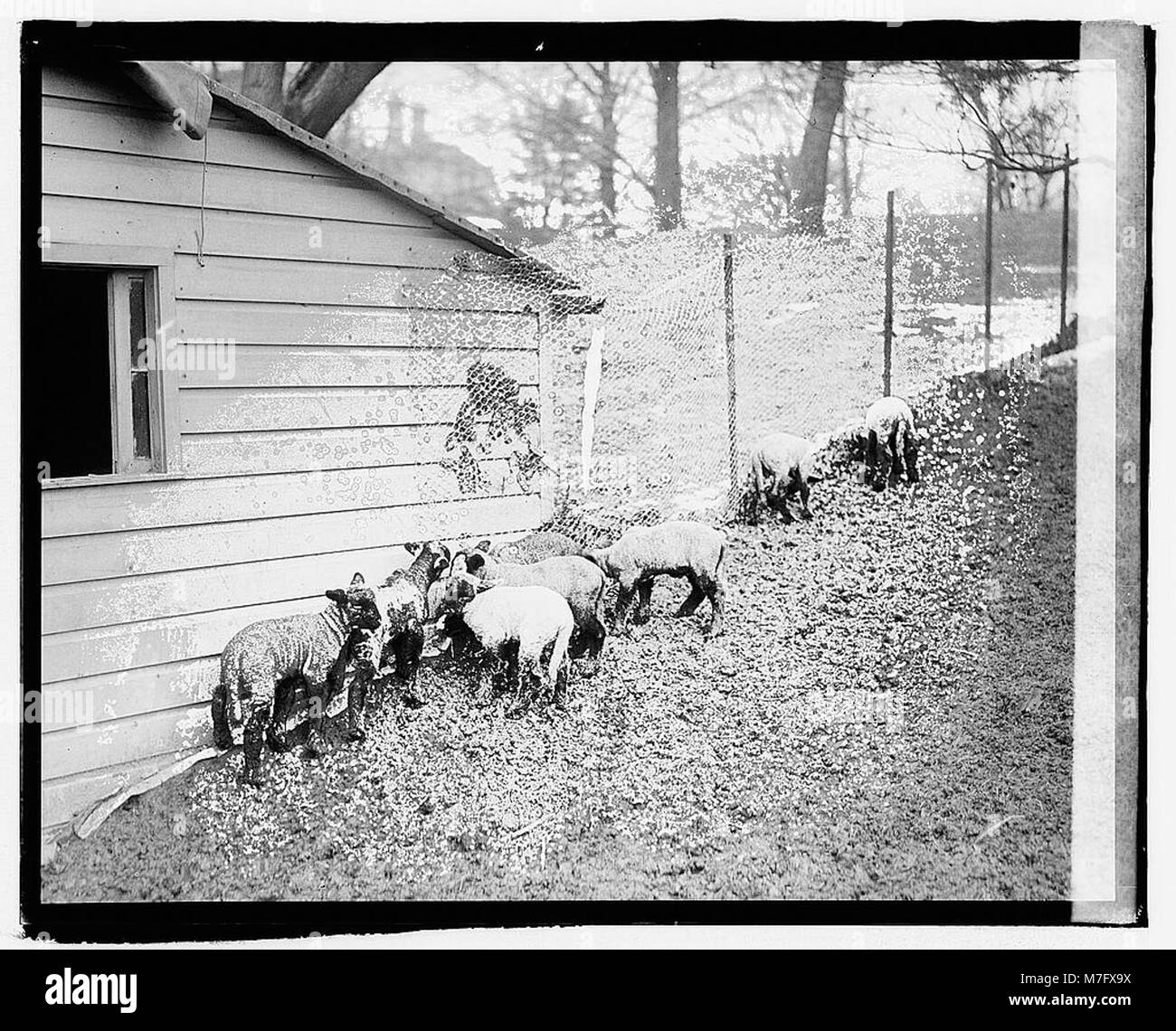 Une image historique montrant des agneaux à la Maison Blanche, probablement lors d'un événement printanier. Cette image capture un moment charmant de l'histoire présidentielle américaine. Banque D'Images Une image historique montrant des agneaux à la Maison Blanche, probablement lors d'un événement printanier. Cette image capture un moment charmant de l'histoire présidentielle américaine. Banque D'Images