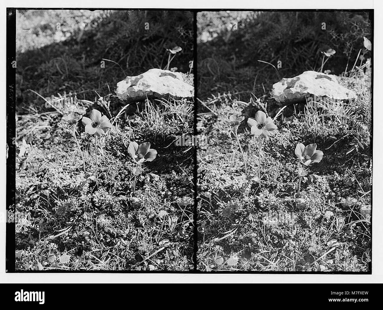 Cette image montre la fleur sauvage 'Lily of the Field' (Anemone coronaria L.), originaire de Palestine. Connue pour ses couleurs éclatantes, elle est une fleur commune dans le paysage naturel de la région. Banque D'Images